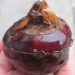 荸薺的功效與作用