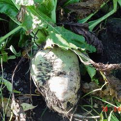 甜菜根的功效與作用