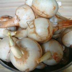 慈姑的功效與作用