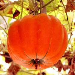 �Ϲϲ��ܺ�ʲôһ���