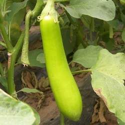 �G���ӵĹ�Ч�c����