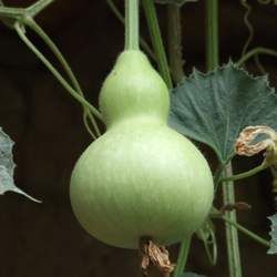 ���J�Ĺ�Ч�c����