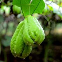 ���ֹϵĹ�Ч�c����