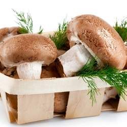 蘑菇的功效與作用