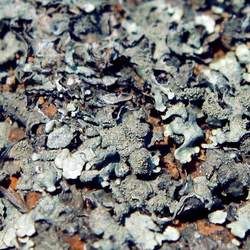 地衣的功效與作用