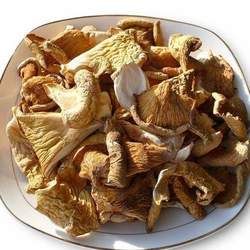 元蘑的功效與作用