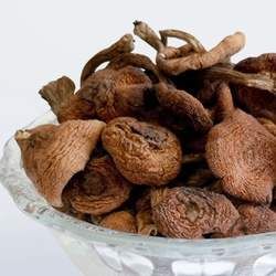 榛蘑的功效與作用