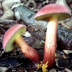 ��ţ�ξ��Ĺ�Ч�c����