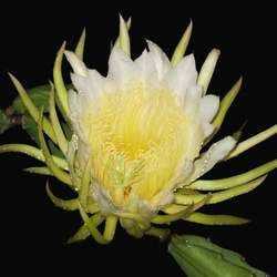 �������Ĺ�Ч�c����