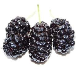 桑葚的功效與作用