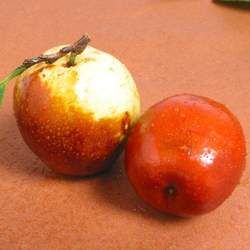 冬棗的功效與作用