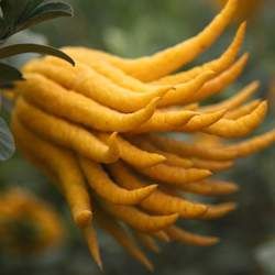 ���̵ָĹ�Ч�c����