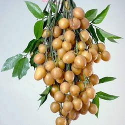 �SƤ�Ĺ�Ч�c����