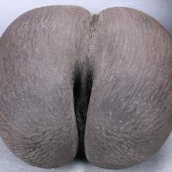 海底椰的功效與作用