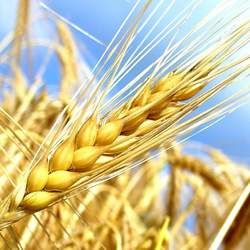 小麥的功效與作用