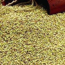 青稞的功效與作用