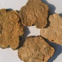 何首烏的功效與作用