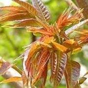 香椿的功效與作用