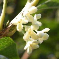 �𻨵Ĺ�Ч�c����