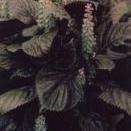 紫蘇的功效與作用