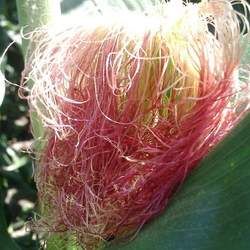 ����횵Ĺ�Ч�c����