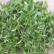 ����ɏ�Ĺ�Ч�c����