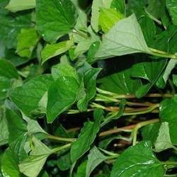 �~�ȲݵĹ�Ч�c����