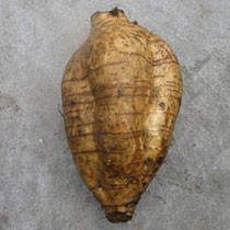 ����Ĺ�Ч�c����