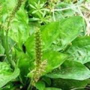 ܇ǰ�ݵĹ�Ч�c����