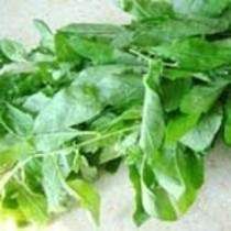 枸杞葉的功效與作用