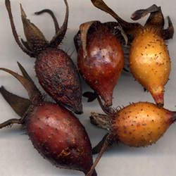 ����ӵĹ�Ч�c����