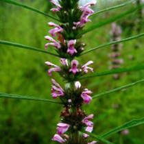 益母草的功效與作用