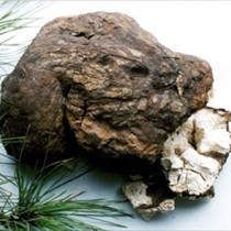 茯苓的功效與作用