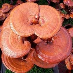 靈芝的功效與作用