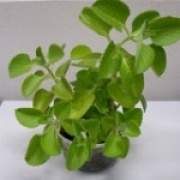 ���ɵĹ�Ч�c����