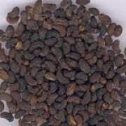 女貞子的功效與作用