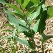 ����Ĺ�Ч�c����