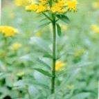 土三七的功效與作用