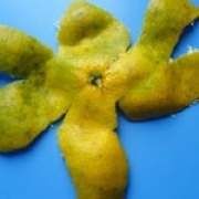 桔皮的功效與作用