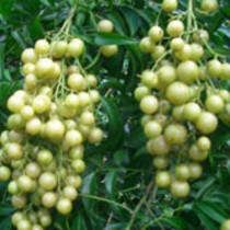 ɽ�SƤ�Ĺ�Ч�c����