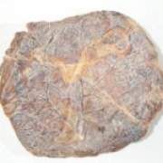 紫河車的功效與作用