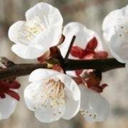 ��÷���Ĺ�Ч�c����