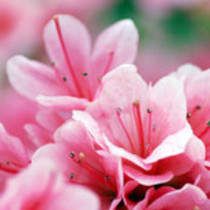 杜鵑花的功效與作用