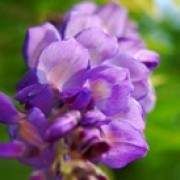 紫藤花的功效與作用