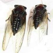 知了的功效與作用