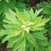 ���~�Ĺ�Ч�c����