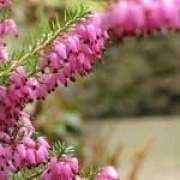 �Wʯ骵Ĺ�Ч�c����