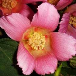 芙蓉花的功效與作用