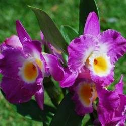 石斛的功效與作用