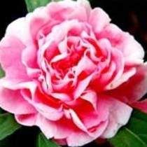 ĵ�����Ĺ�Ч�c����